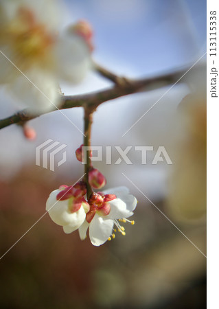 春の記録、梅の花の咲く頃、寄り添う、ふた花、仲良し 春の記録、梅の花の咲く頃、寄り添う、ふた花、仲良し 113115338