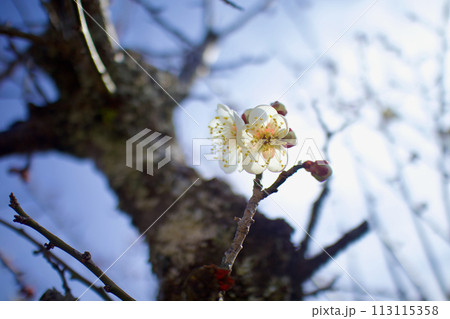 春の記録、梅の花の咲く頃、寄り添う、ふた花、仲良し 113115358