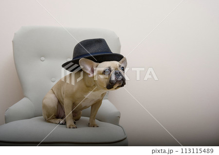 Adorable bulldog dog in stylish black hat is sitting in a living room chair and thinking in a quiet environment.  113115489