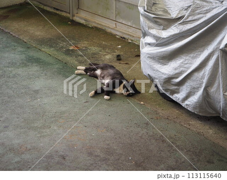 沖縄コザ銀天街の街ねこ。 沖縄コザ銀天街の街ねこ。 113115640