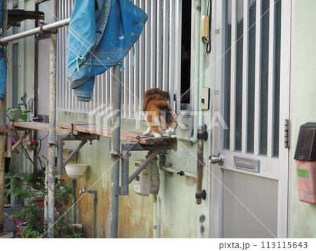 沖縄コザの裏路地で猫に出会う。 113115643