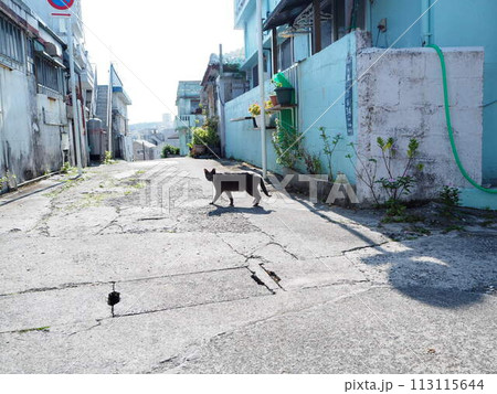 沖縄コザの裏路地の街ねこ。 113115644