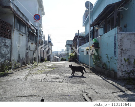 沖縄コザの街ねこ。 113115645