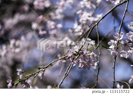 東京都文京区駒込にある枝垂れ桜の景色 113115722