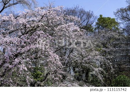 東京都文京区駒込にある枝垂れ桜の景色 東京都文京区駒込にある枝垂れ桜の景色 113115742