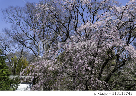 東京都文京区駒込にある枝垂れ桜の景色 113115743