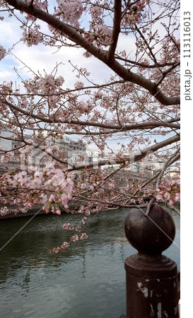 大岡川の桜_2024年03月31日_1 大岡川の桜_2024年03月31日_1 113116013