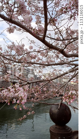 大岡川の桜_2024年03月31日_3 大岡川の桜_2024年03月31日_3 113116015