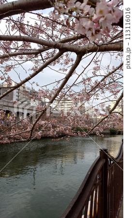 大岡川の桜_2024年03月31日_4 大岡川の桜_2024年03月31日_4 113116016