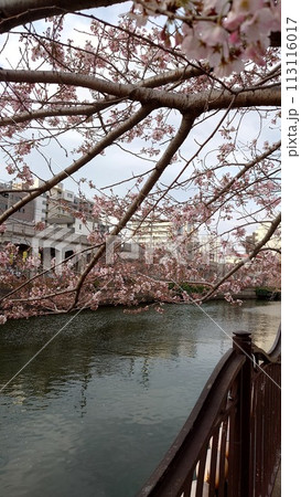 大岡川の桜_2024年03月31日_5 113116017