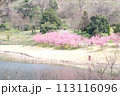 河津川沿いに咲く河津桜 113116096