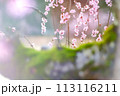 梅とコケ 113116211