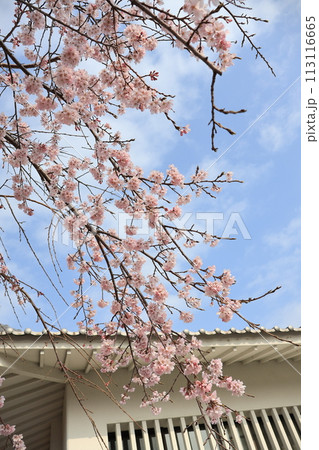 枝垂れ桜と御着城 枝垂れ桜と御着城 113116665