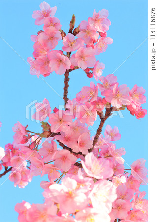 河津桜 河津桜 113116876