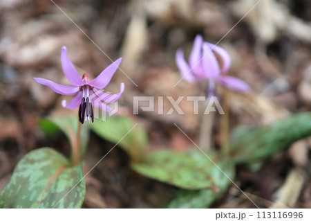 カタクリの花 カタクリの花 113116996