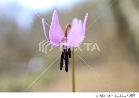 カタクリの花 カタクリの花 113117004