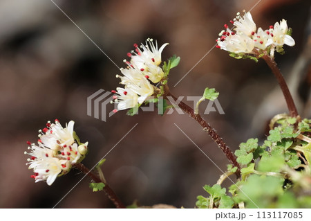 シロバナネコノメソウ 113117085