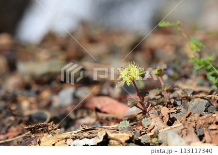 ニッコウコノメソウ 113117340