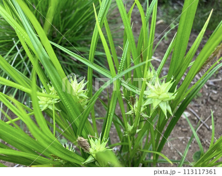 カレックス・グライ カレックス・グライ 113117361