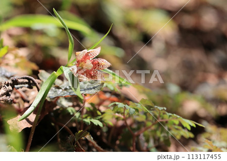 ミノコバイモ 113117455