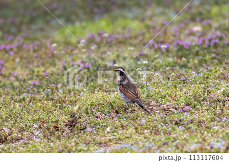 ホトケノザの花咲く野原で佇むツグミ 113117604
