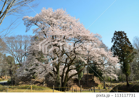 埼玉県大里郡寄居町鉢形 鉢形城の桜 氏邦桜(うじくにざくら) 埼玉県大里郡寄居町鉢形 鉢形城の桜 氏邦桜(うじくにざくら) 113117731