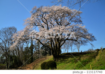 埼玉県大里郡寄居町鉢形　鉢形城の桜　氏邦桜（うじくにざくら） 113117740