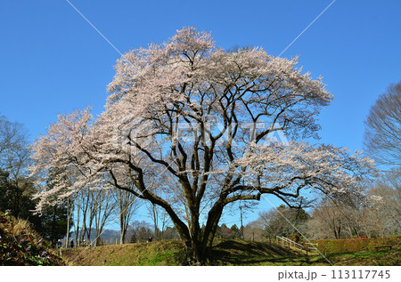 埼玉県大里郡寄居町鉢形　鉢形城の桜　氏邦桜（うじくにざくら） 113117745