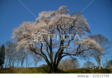 埼玉県大里郡寄居町鉢形 鉢形城の桜 氏邦桜(うじくにざくら) 埼玉県大里郡寄居町鉢形 鉢形城の桜 氏邦桜(うじくにざくら) 113117749