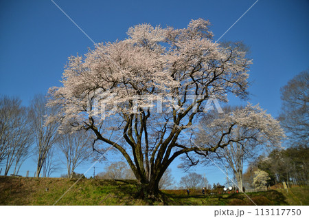 埼玉県大里郡寄居町鉢形 鉢形城の桜 氏邦桜(うじくにざくら) 埼玉県大里郡寄居町鉢形 鉢形城の桜 氏邦桜(うじくにざくら) 113117750