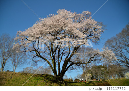 埼玉県大里郡寄居町鉢形　鉢形城の桜　氏邦桜（うじくにざくら） 113117752