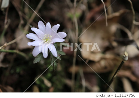 キクザキイチゲ 113117756