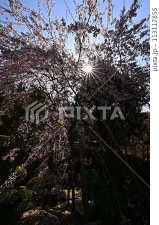 桜咲く春の文保寺 桜咲く春の文保寺 113117855