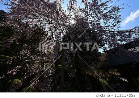 桜咲く春の文保寺 113117858
