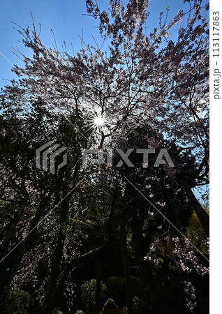 桜咲く春の文保寺 113117863