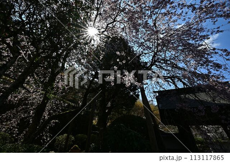 桜咲く春の文保寺 桜咲く春の文保寺 113117865