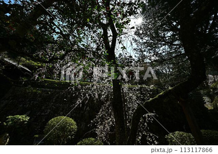 桜咲く春の文保寺 桜咲く春の文保寺 113117866