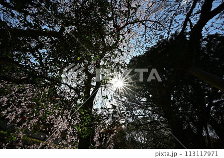 桜咲く春の文保寺 113117971