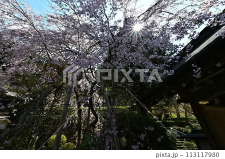 桜咲く春の文保寺 113117980