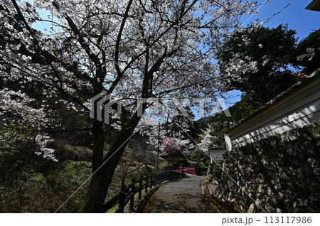 桜咲く春の文保寺 桜咲く春の文保寺 113117986