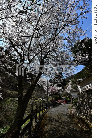 桜咲く春の文保寺 桜咲く春の文保寺 113118101