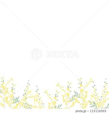 ミモザの花畑ー下側 113118303