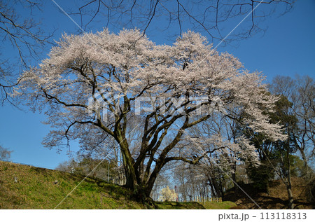 埼玉県大里郡寄居町鉢形　鉢形城の桜　氏邦桜（うじくにざくら） 113118313