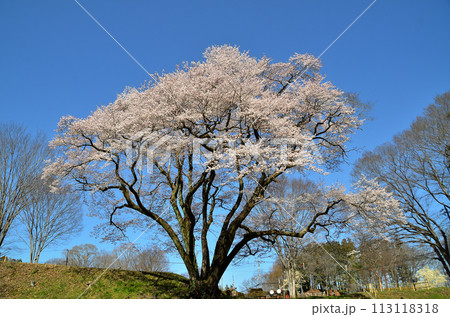 埼玉県大里郡寄居町鉢形　鉢形城の桜　氏邦桜（うじくにざくら） 113118318