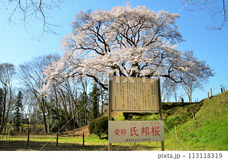 埼玉県大里郡寄居町鉢形 鉢形城の桜 氏邦桜(うじくにざくら) 埼玉県大里郡寄居町鉢形 鉢形城の桜 氏邦桜(うじくにざくら) 113118319