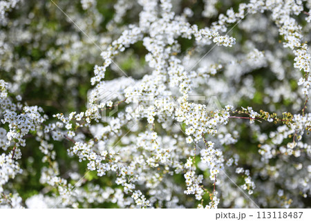 ユキヤナギ 白い花 小花 春の花 春素材 113118487