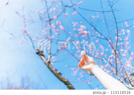 手のひらにのせた桜の花 手のひらにのせた桜の花 113118516