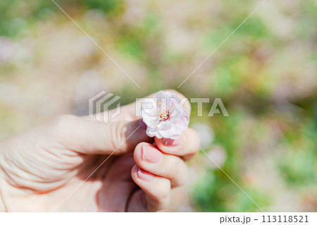手のひらにのせた桜の花 113118521