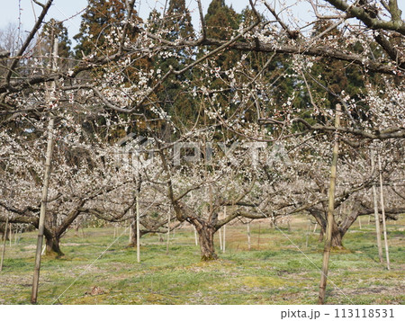 新潟県田上町の梅林 113118531