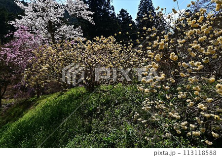桜咲く春の文保寺 113118588